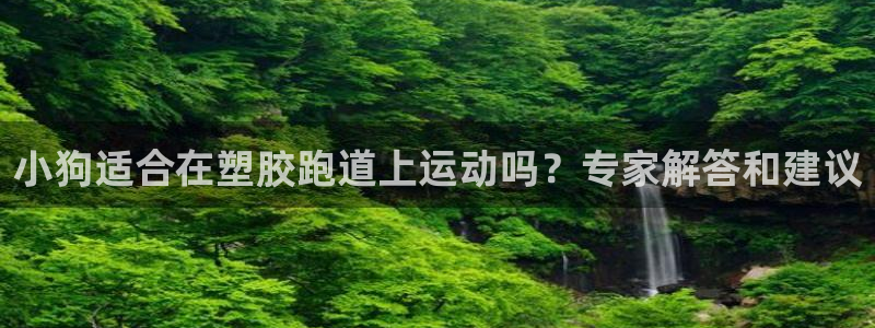 777814红·足一世比分：小狗适合在塑胶跑道上运动吗？专家解答和建议
